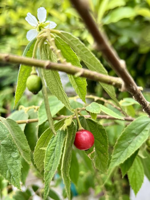 Hà Nội cấm trồng cây trứng cá: Nguyên nhân gây bất ngờ cho người dân - Ảnh 2.