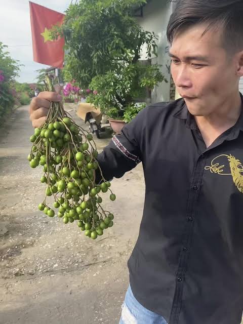 Hà Nội cấm trồng cây dâu da: Nguyên nhân và tác động đến cuộc sống đô thị năm 2026 - Ảnh 3.