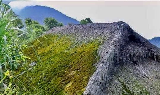 Phát hiện bản làng ở độ cao hơn 1.000m tại Việt Nam, 7 tháng mỗi năm mái nhà phủ xanh như tấm thảm nhung - Ảnh 5.