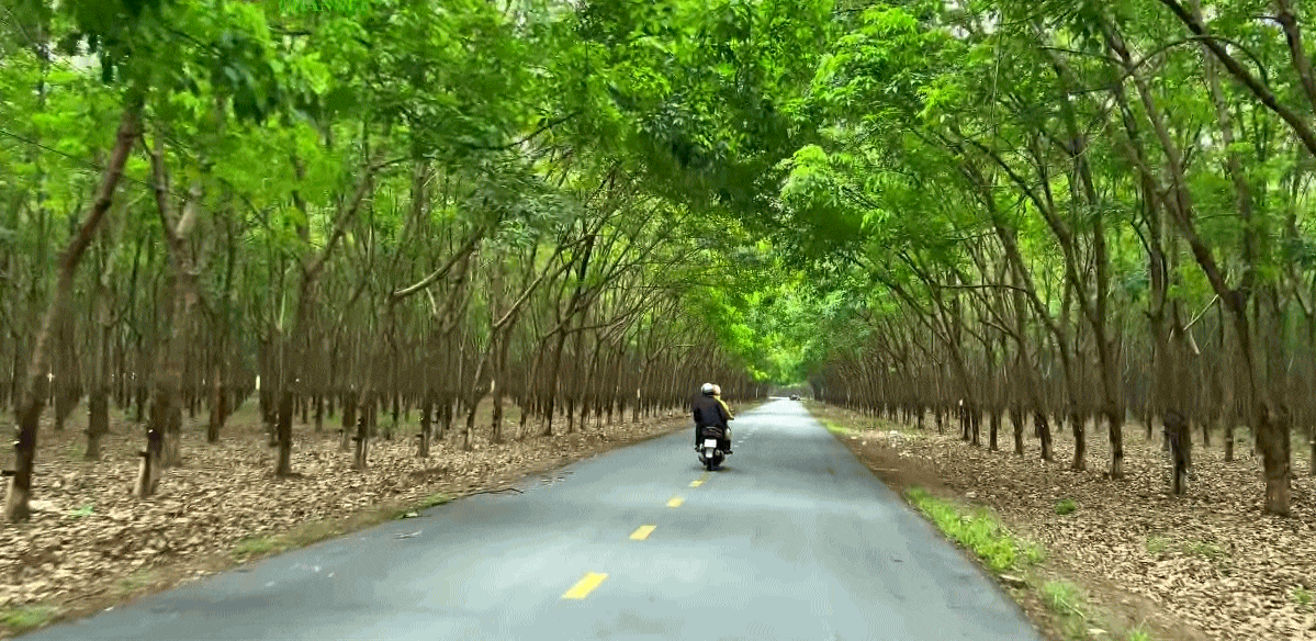 Cây cao su: Tương lai xuất khẩu 3 , 33 tỷ USD và lệnh cấm trồng ở Hà Nội - Ảnh 1.