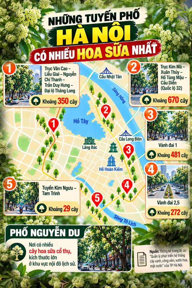 Hà Nội có mấy chục nghìn cây hoa sữa mà khiến người mê mẩn, kẻ đau đầu? ảnh 1