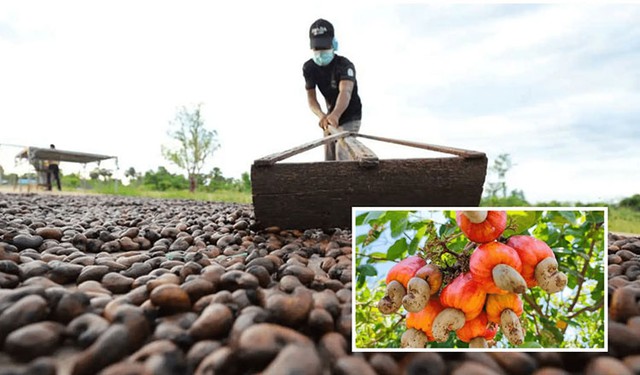 Xuất khẩu hạt điều của Campuchia giúp tăng cường tính linh hoạt trong nguồn cung ứng của Việt Nam - Ảnh 1.