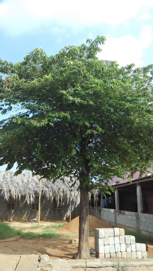 Hà Nội cấm trồng cây trứng cá: Nguyên nhân gây bất ngờ cho người dân - Ảnh 4.