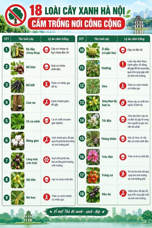 Hà Nội cấm trồng cây trứng cá: Nguyên nhân gây bất ngờ cho người dân - Ảnh 3.