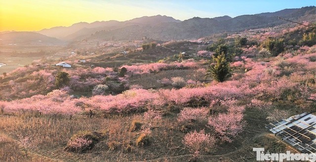 Phát hiện bản làng ở độ cao 1.300m tại Việt Nam, mùa xuân cả sườn núi nhuộm hồng như một tấm lụa khổng lồ - Ảnh 4.