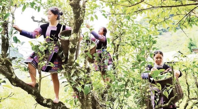 Phát hiện vùng núi cao 1.200m ở Việt Nam, có 1.400 cây cổ thụ, nhiều thân to như cột đình phủ kín rêu già - Ảnh 3.