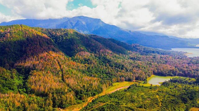 Việt Nam có cánh rừng hiếm hoi mỗi năm đổi qua 3 màu, cung trekking 14km đẹp như một góc trời Âu - Ảnh 1.
