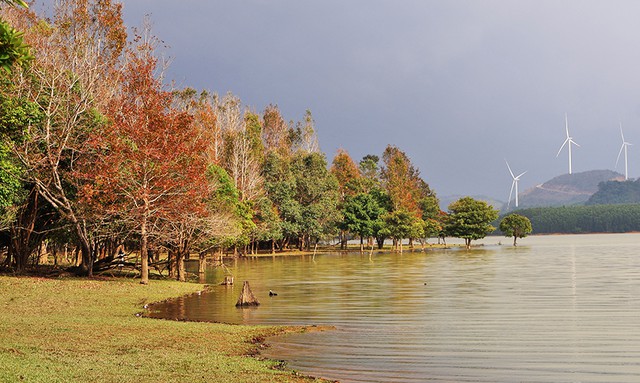 Việt Nam có cánh rừng hiếm hoi mỗi năm đổi qua 3 màu, cung trekking 14km đẹp như một góc trời Âu - Ảnh 4.