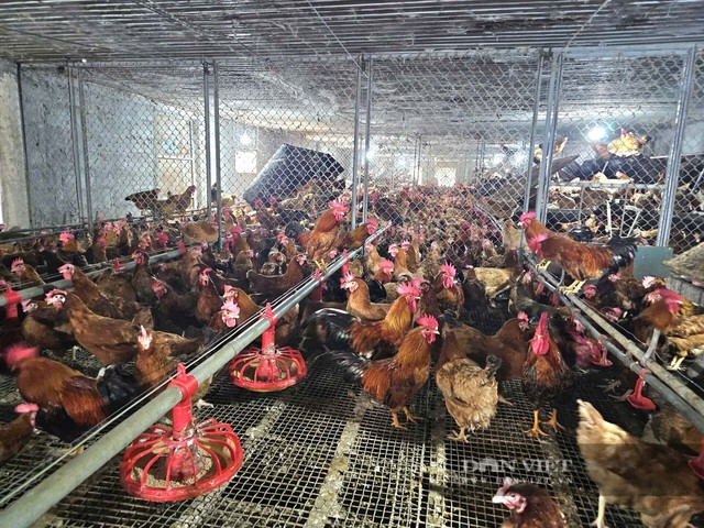 Vụ bữa cơm bình dân 640 . 000 Đồng ở Quảng Ngãi và giá gà kiến gây tranh cãi - Ảnh 2.