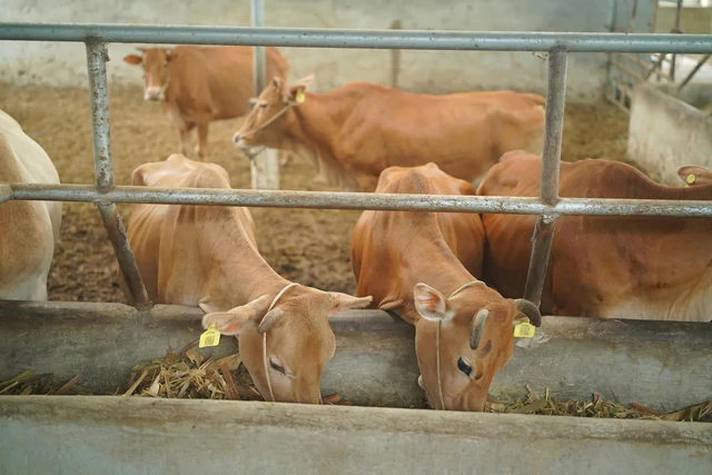 Bò H’Mông đối đầu “truyền thuyết” bò Wagyu, trâu đông lạnh Ấn Độ xoa dịu hầu bao khách hàng trong nướ - Ảnh 1.